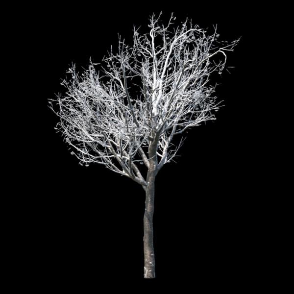 درخت روان زمستان